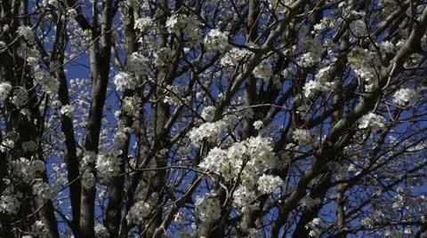 Pear tree Stock Footage 22768801