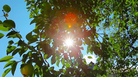Pear tree Stock Footage 26204264