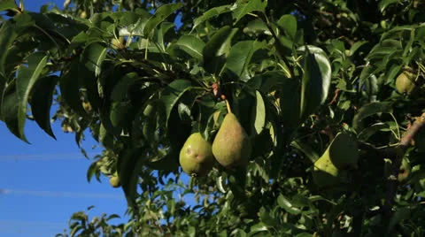 Pear Tree 库存影片 26305159