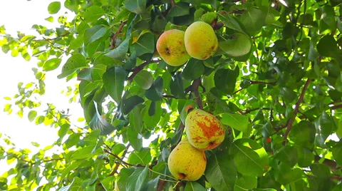 Pear tree Video stock 27544537