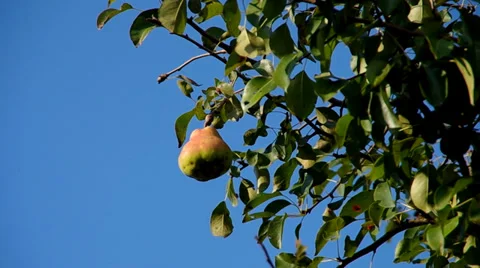Pear on the tree Stock Footage 30320503