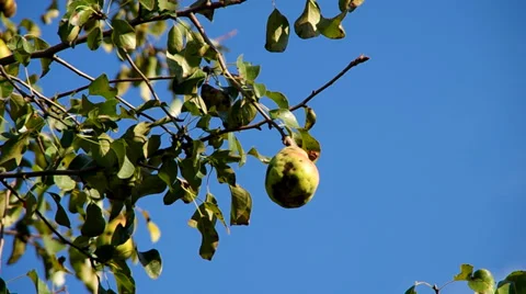 Pear on a tree Stock Footage 30460281