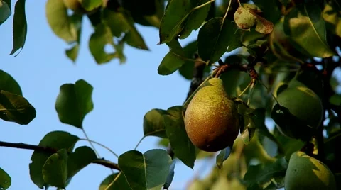 Pear on the tree Stock Footage 55219494