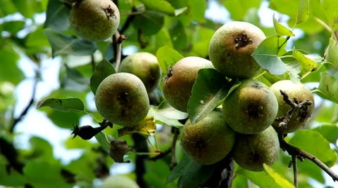 Pear on the tree Stock Footage 55219507