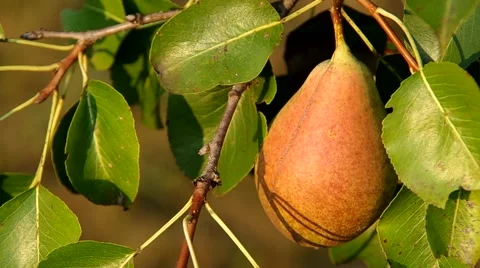 Pear on the tree Stock Footage 55219515