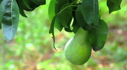 Pear on the Tree Stock Footage 66668577
