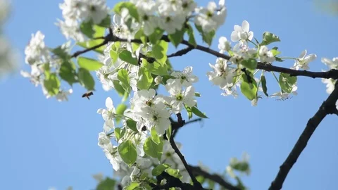 Pear tree Video stock 75069186