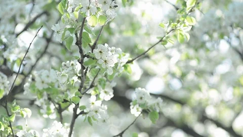 Pear tree Stock-Footage 75069188