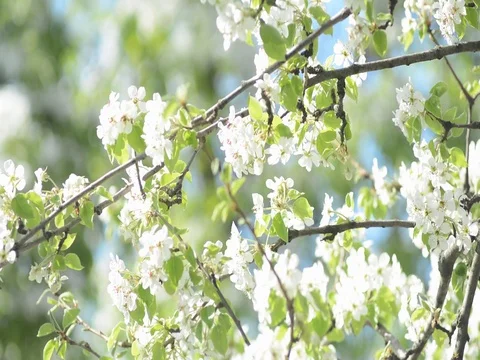 Pear tree Video stock 75069194