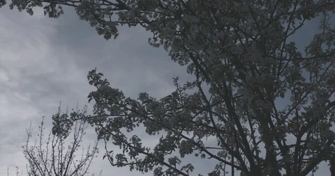 Pear Tree Stock Footage 87445821