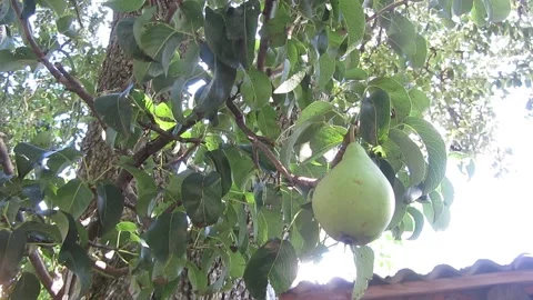 Pear on tree Stock Footage 160047326