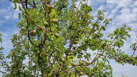 Pear tree Stock Footage 201660085