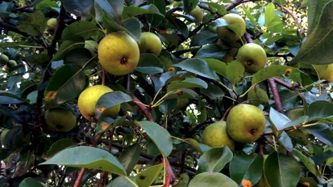Pear Tree Stock Footage 252149542