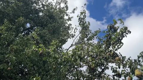 Pear Tree Stock Footage 285113297