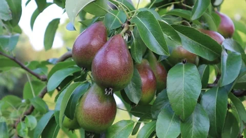 Pear tree. Video stock 286251912