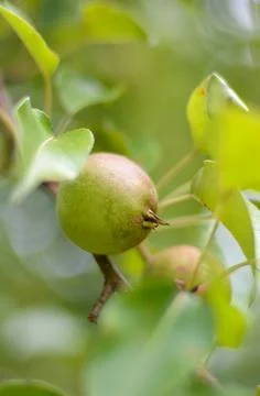 Pear Tree Fruit Closeup Stock Photos