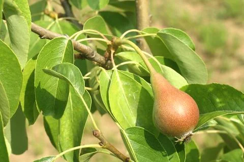 Pear Tree Fruit Garden Stock Photos