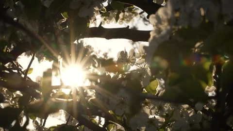 Pear Tree in Full Bloom at Sunset Stock Footage 332212786