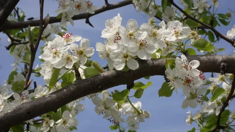 Pear Tree in Full Bloom Under Blue Sky Stock Footage 332206284