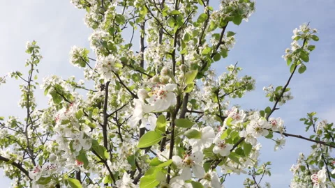 Pear Tree in Full Bloom Under Clear Sunlight Stock Footage 332206401