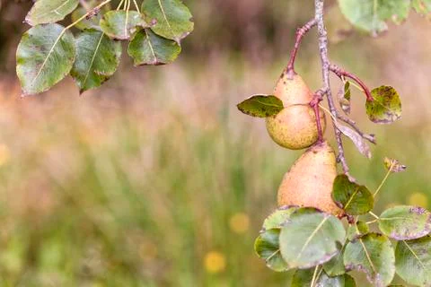 Pear tree full of pears. Foto stock
