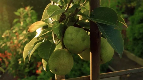 Pear Tree in Garden CU Stock Footage 93803329