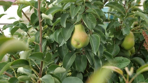 Pear tree in the garden. Stock Footage 95688760