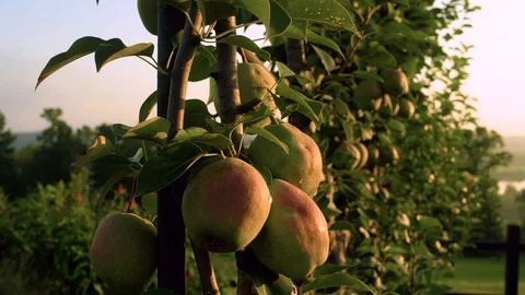 Pear Tree in Garden Medium shot Stock Footage 93803252