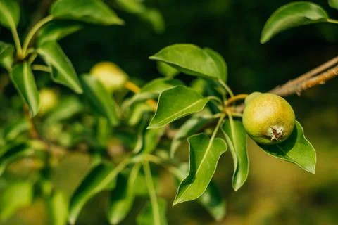 Pear tree in the garden Stock Photos