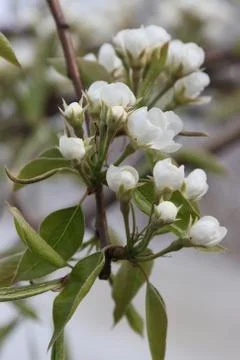 Pear tree inflorescence. Stock Photos