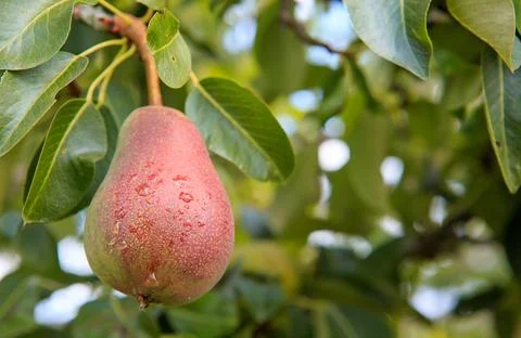 Pear on the tree isolated on blur background. Foto stock