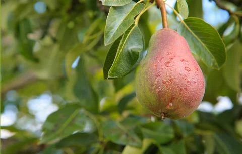 Pear on the tree isolated on blur background. Foto stock