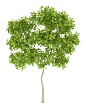 Pear tree isolated on white background. 3d illustration Stock Illustration