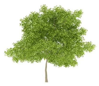 Pear tree isolated on white background. 3d illustration Illustrazione stock