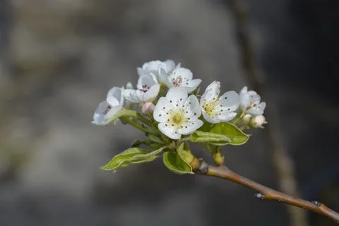 Pear tree Jelka Stock Photos