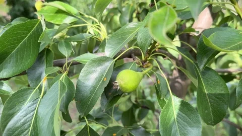 Pear tree leaves and stems affected by orange spots or rust fungal disease in a 스톡 동영상 279226858