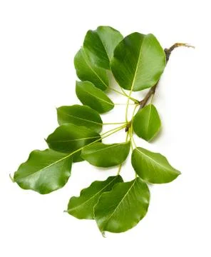 Pear tree leaves 写真素材