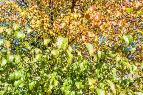 Pear Tree Leaves 写真素材