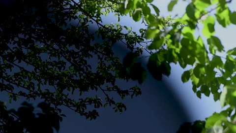 Pear tree leaves sway in the wind, with or without a neutral filter, testing Stock Footage 131441396