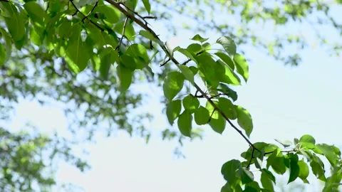 Pear tree leaves sway in the wind Stock Footage 131441965