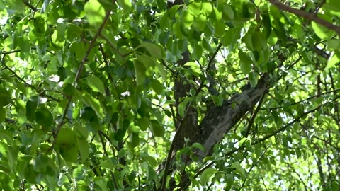 Pear tree leaves sway in the wind Stock Footage 131443588