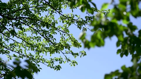 Pear tree leaves sway in the wind, with  a neutral filter, testing Stock Footage 131444286