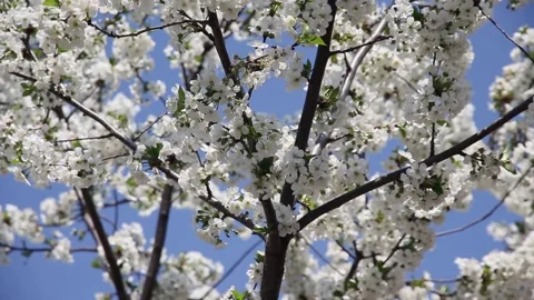 Pear tree with many beautiful white blooming flowers against the sky 库存影片 167688990