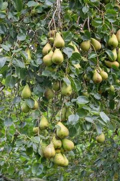 A pear tree with many pears Stock Photos