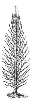 Pear Tree or Pyrus sp., vintage engraving Stock Illustration