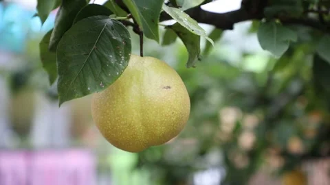 Pear on tree, pear in farm	 스톡 동영상 310161255