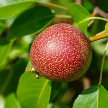 Pear tree. Pear green garden with fruit. Stock Photos
