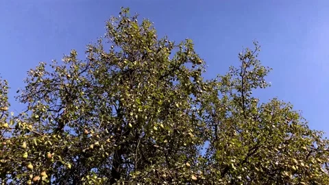 Pear On A Tree. Pear Tree Branch Full Of Fruits Move In Wind In Organic Garden. Stock Footage 149959931