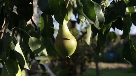 Pear tree with pears Stock Footage 65923691