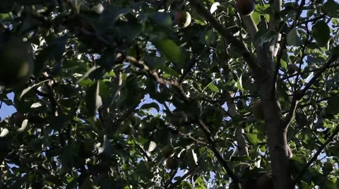 Pear tree with pears Video stock 65924564
